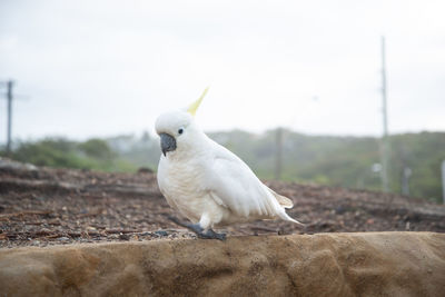 Close-up of cockatoo