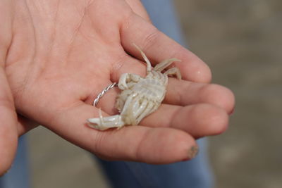 Close-up of cropped hand