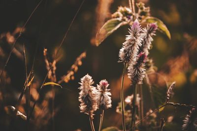 Close-up of flowers blooming outdoors