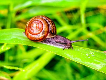 Close-up of snail on leaf