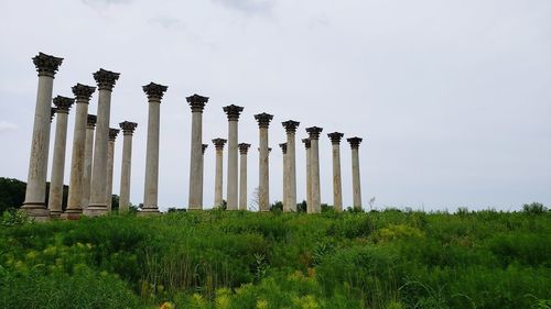 Low angle view of plants growing on field against sky