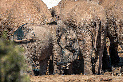 Elephant in a row