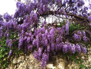 Purple flowers blooming in park