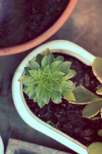 High angle view of potted plant