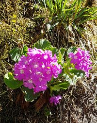 High angle view of pink flowers blooming outdoors