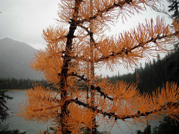 Close-up of pine tree by lake during winter