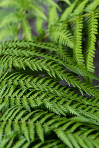 Close-up of fern leaves