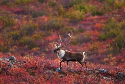 Deer standing in red autumn leaves