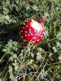 Close-up of fly agaric mushroom growing on field