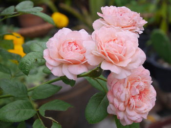 Close-up of pink roses