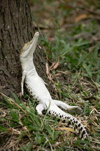 Close-up of white lizard on grass