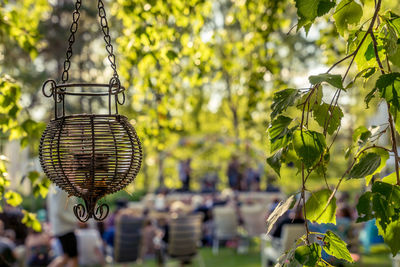 Close-up of lighting equipment hanging on tree