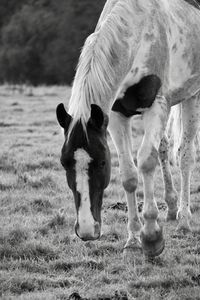 Horse grazing in a field