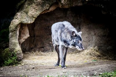 Close-up of wolf 