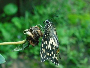 Close-up of butterfly on wilted flower