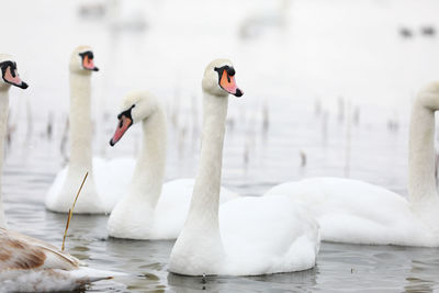 Flock of wild mallard ducks and swans swims in the blue pond. wintering of wild birds in the city. 