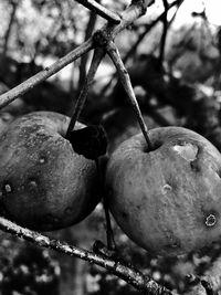 Close-up of berries growing on tree