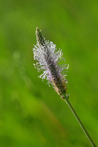 Close-up of flowers against blurred background