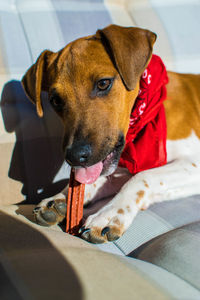 Close-up portrait of dog looking away