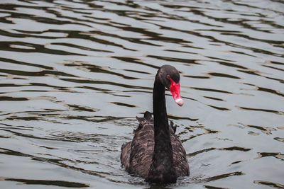 Black swan swimming in lake