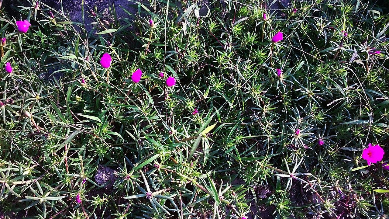 flower, growth, plant, freshness, beauty in nature, grass, nature, field, fragility, pink color, purple, blooming, high angle view, green color, petal, day, outdoors, no people, in bloom, full frame