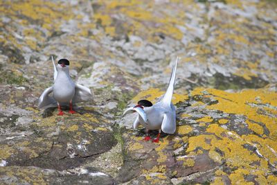 Birds on rock