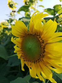 Close-up of sunflower on plant