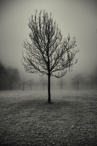 Tree against sky