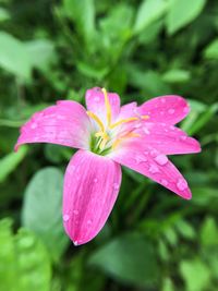 Close-up of wet pink flower blooming outdoors