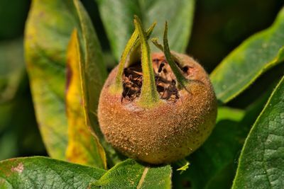 Close-up of fresh fruit on plant