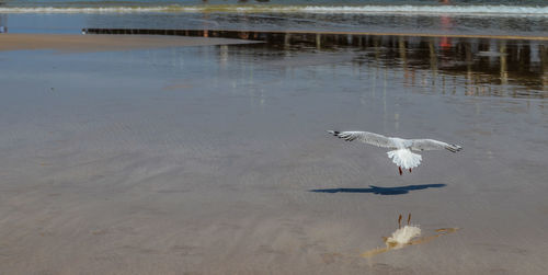 High angle view of seagulls flying over lake
