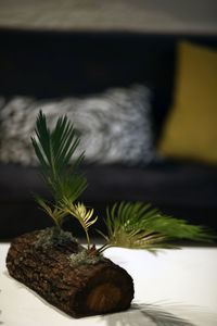 Close-up of potted plant on table