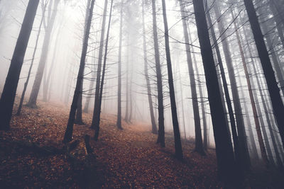 Trees in forest