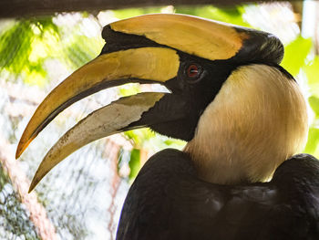 Close-up of a bird