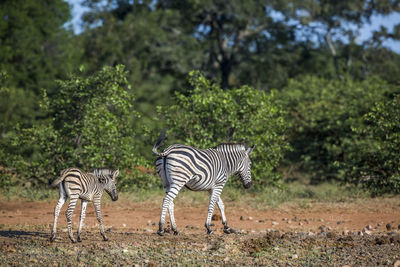 Zebra in a field