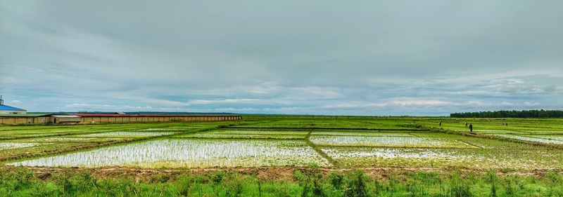 Scenic view of agricultural field against sky