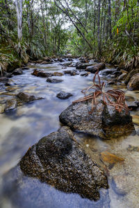 Stream flowing through forest