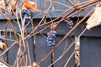 Views of ripe grapes in the fall on bare vine stems