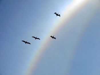 Low angle view of silhouette birds flying against clear blue sky