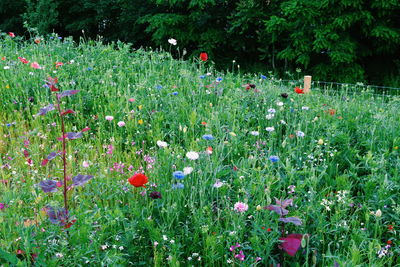 Full frame shot of red flowers blooming on field