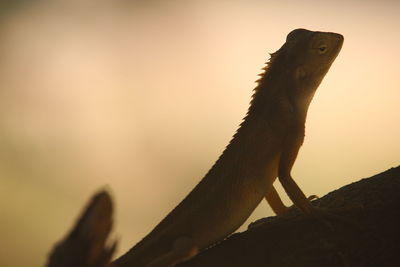Close-up of lizard on rock against sky