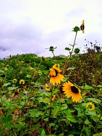 Close-up of yellow flowering plants against sky