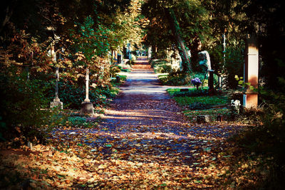 Footpath amidst leaves in park during autumn