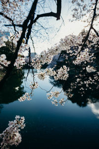 Cherry blossoms blooming on branches above lake