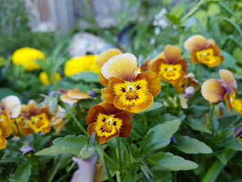 Close-up of yellow flowers blooming outdoors