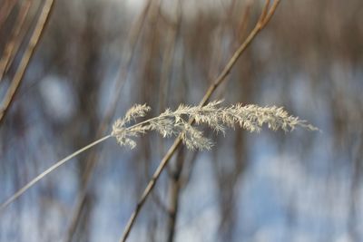Close-up of snow on plant during winter
