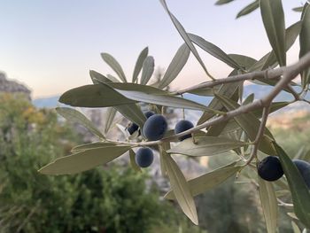 Close-up of fruits growing on tree against sky