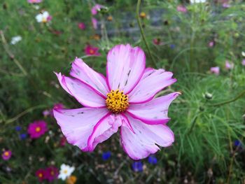 Close-up of pink cosmos flower blooming outdoors