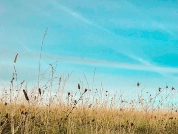 Plants growing on field against sky