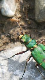 Close-up of insect on rock